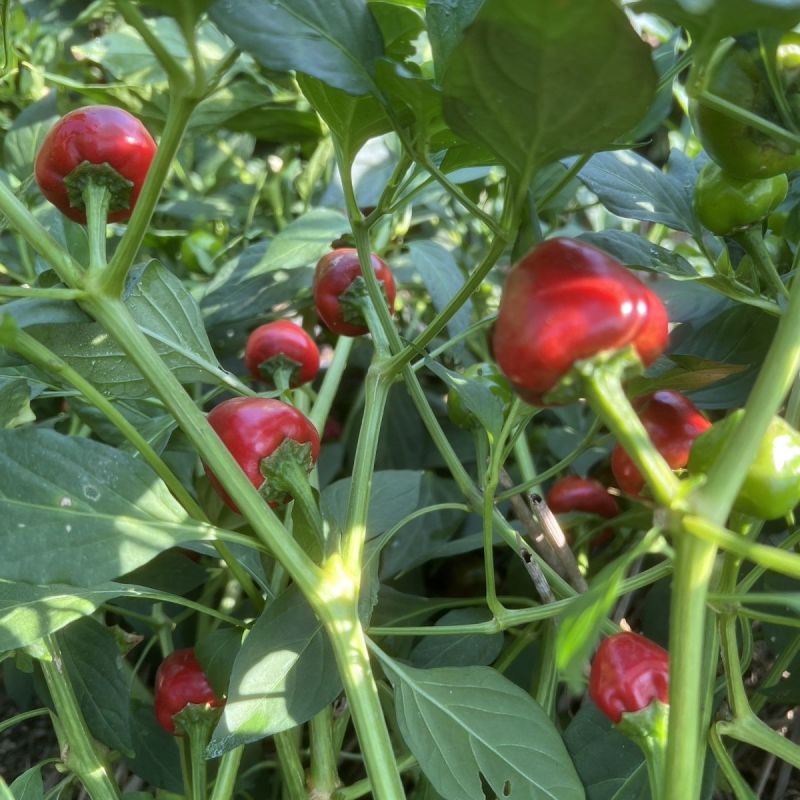 聚缘草莓椒辣椒种子高产抗病适合制干或泡椒菜园蔬菜