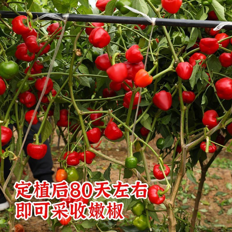 聚缘草莓椒辣椒种子高产抗病适合制干或泡椒菜园蔬菜