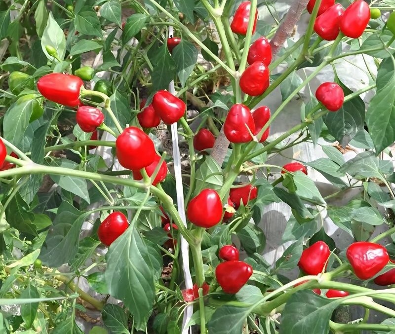 聚缘草莓椒辣椒种子高产抗病适合制干或泡椒菜园蔬菜