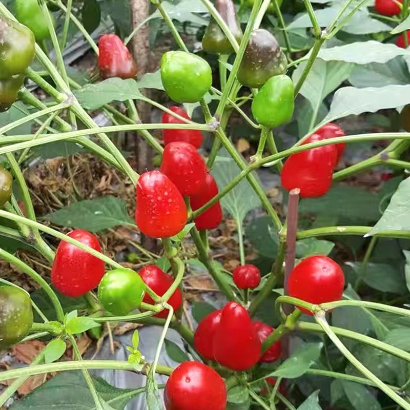 聚缘草莓椒辣椒种子高产抗病适合制干或泡椒菜园蔬菜