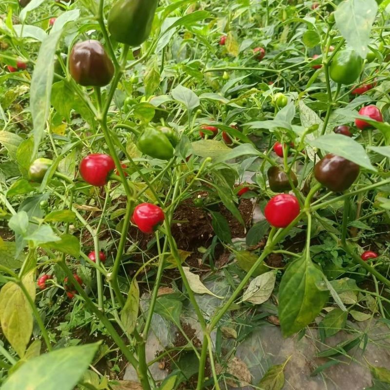 聚缘草莓椒辣椒种子高产抗病适合制干或泡椒菜园蔬菜