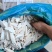 福建芋头边角料大量供应