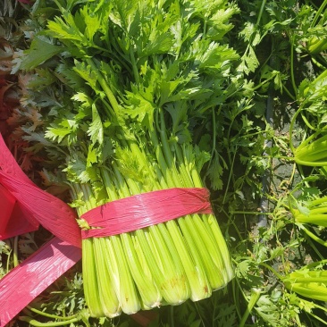 精品芹菜60公分以上
