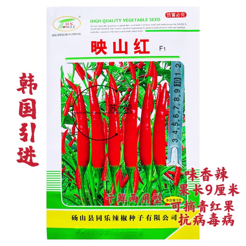 同乐映山红朝天椒种子早熟高产杂交超辣朝天种籽特辣红尖椒
