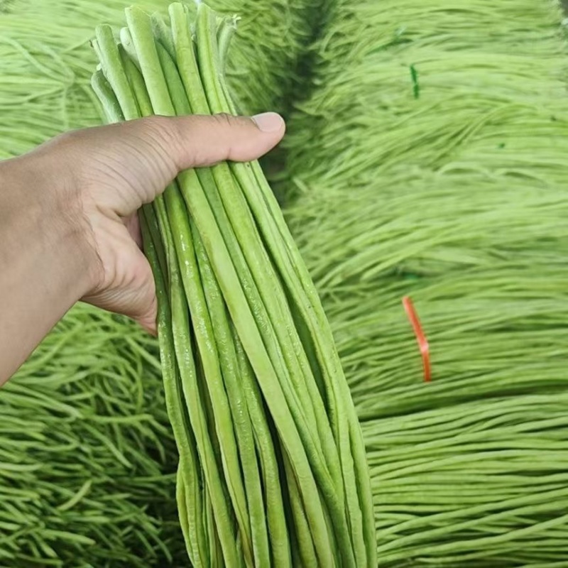 广东青条豆角，新品上市，大量供应。货源充足，欢迎咨询。
