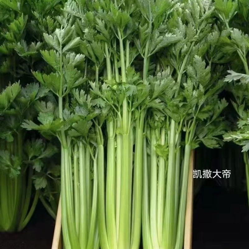 免催芽西芹种子凯撒大帝芹菜种子叶柄亮绿有光泽纤维少高产