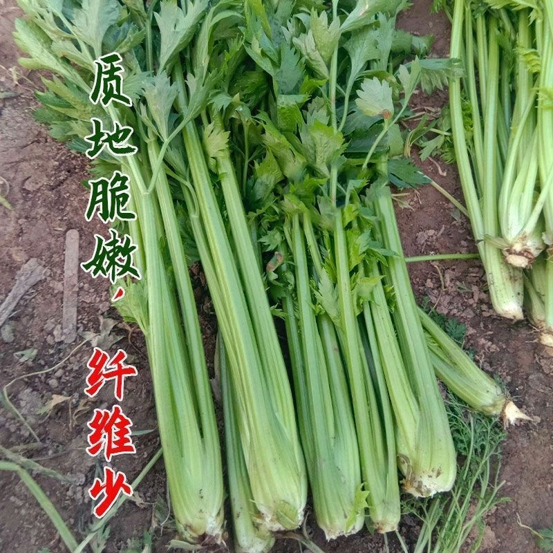 免催芽西芹种子凯撒大帝芹菜种子叶柄亮绿有光泽纤维少高产