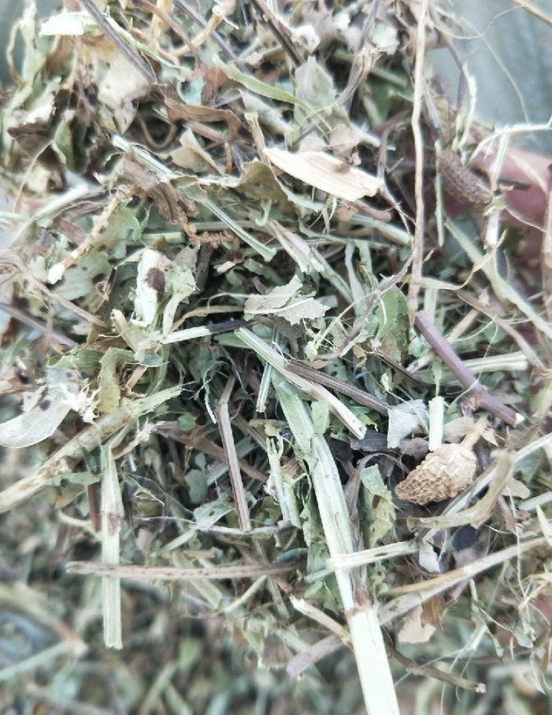 河南花生秧，优质花生秧产地直发，保质保量，无土，无膜