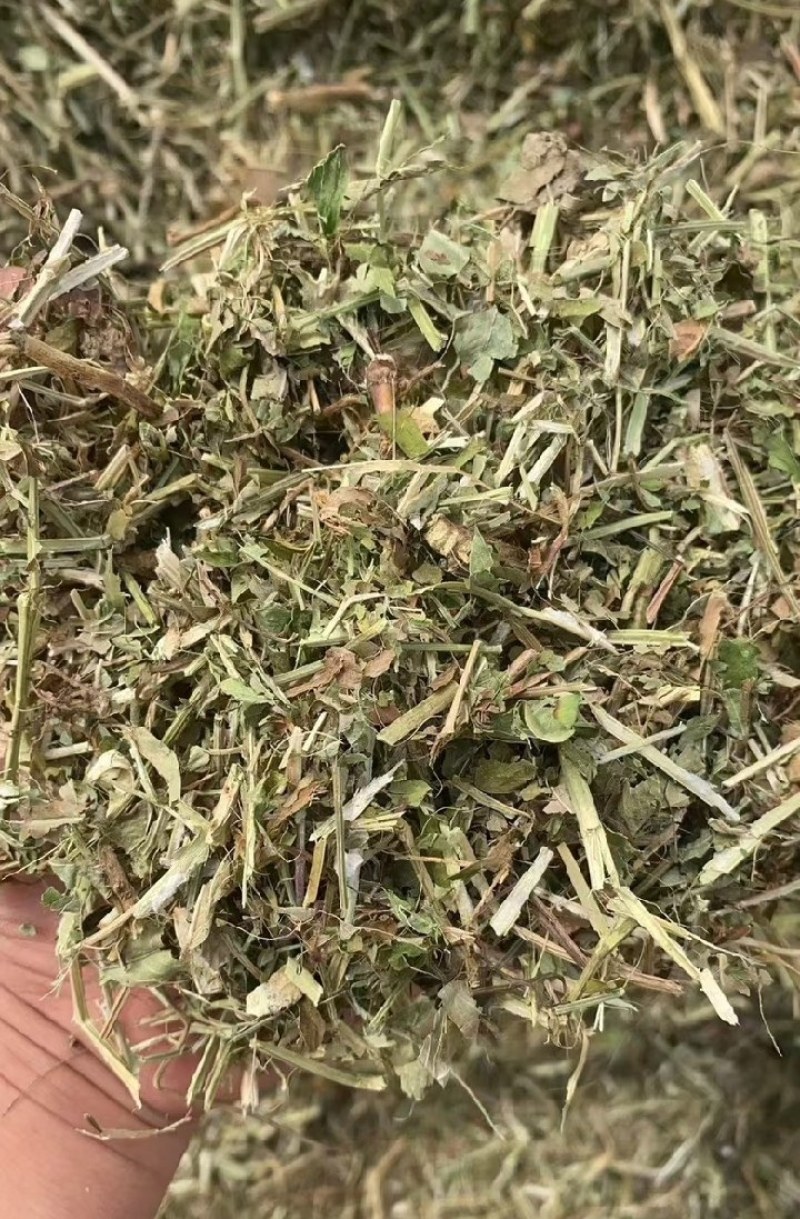 河南花生秧，优质花生秧产地直发，保质保量，无土，无膜