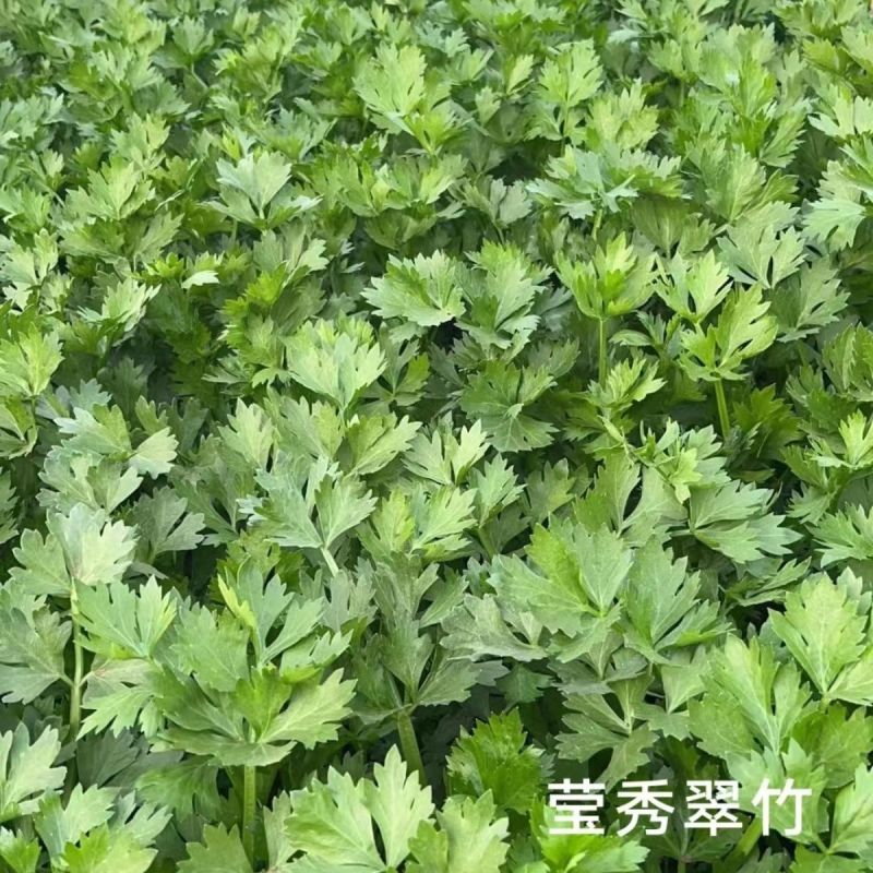 璐通莹秀翠竹芹菜种子引进法国西芹品种根部小生长快四季西芹