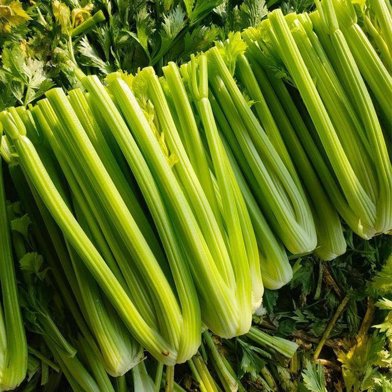 璐通莹秀翠竹芹菜种子引进法国西芹品种根部小生长快四季西芹