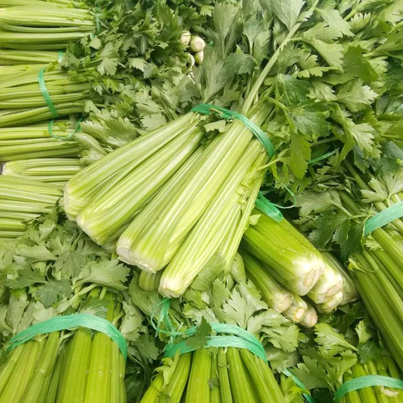 璐通莹秀翠竹芹菜种子引进法国西芹品种根部小生长快四季西芹