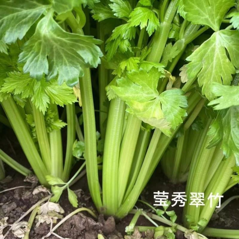 璐通莹秀翠竹芹菜种子引进法国西芹品种根部小生长快四季西芹