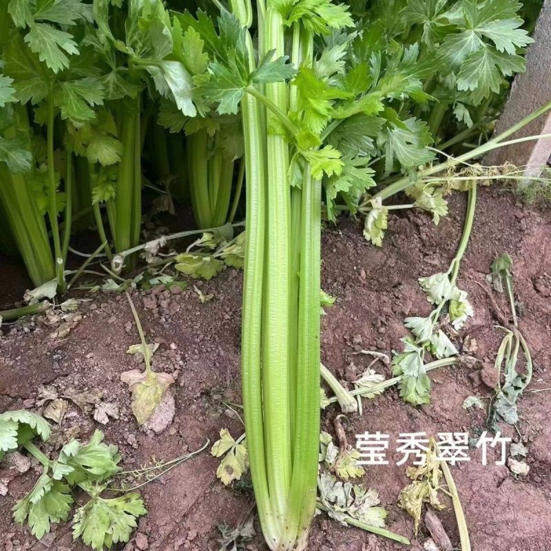 璐通莹秀翠竹芹菜种子引进法国西芹品种根部小生长快四季西芹