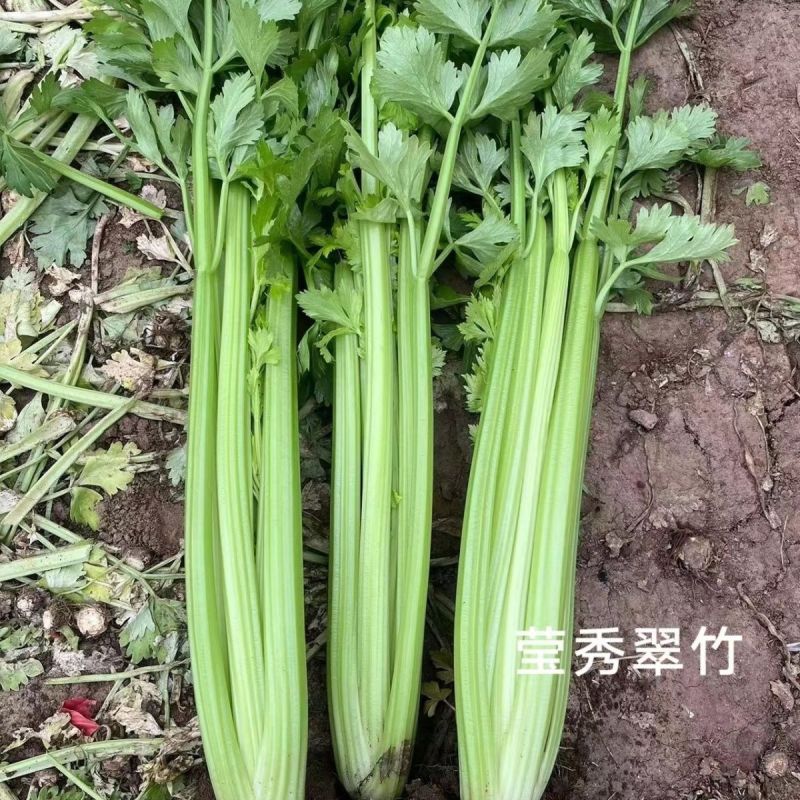 璐通莹秀翠竹芹菜种子引进法国西芹品种根部小生长快四季西芹