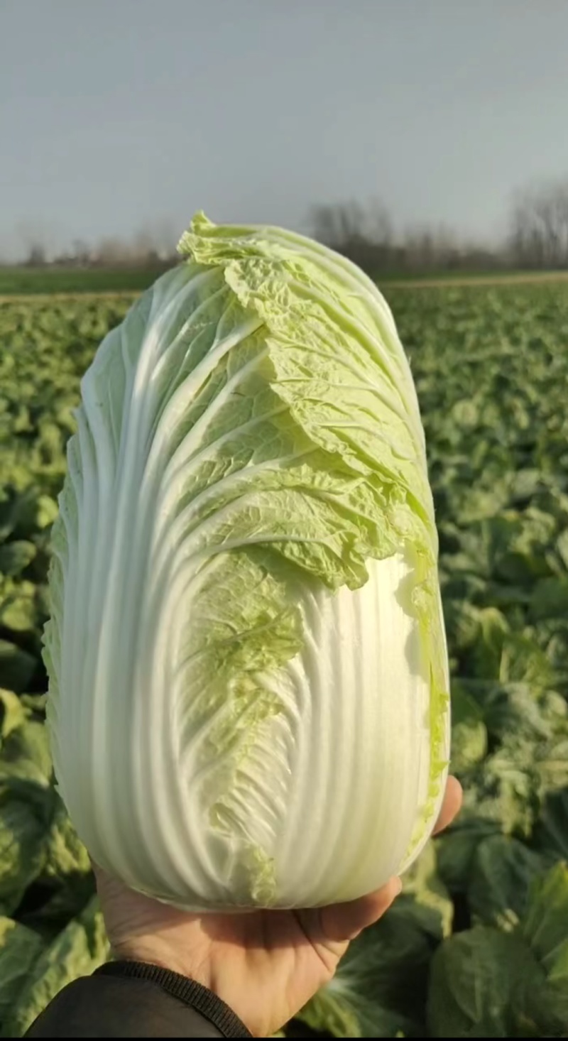 白菜，精品黄心白菜大量上市，产地供应，大量供应，