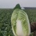 白菜，精品黄心白菜大量上市，产地供应，大量供应，