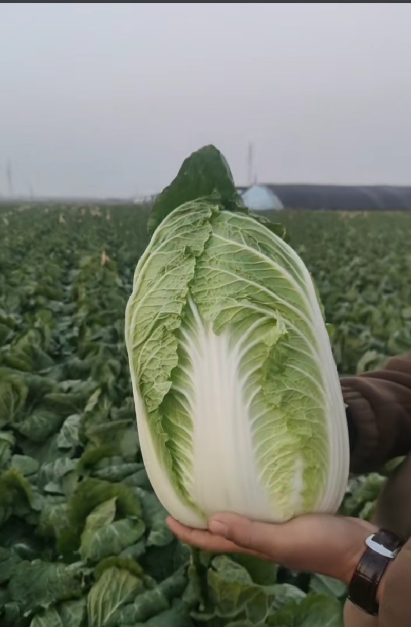 白菜，精品黄心白菜大量上市，产地供应，大量供应，