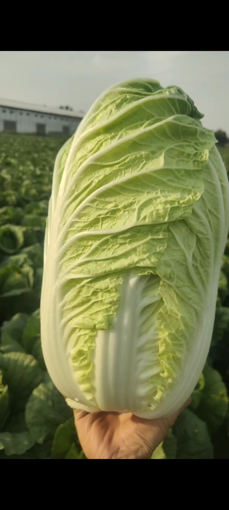 白菜，精品黄心白菜大量上市，产地供应，大量供应，