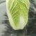 白菜，精品黄心白菜大量上市，产地供应，大量供应，