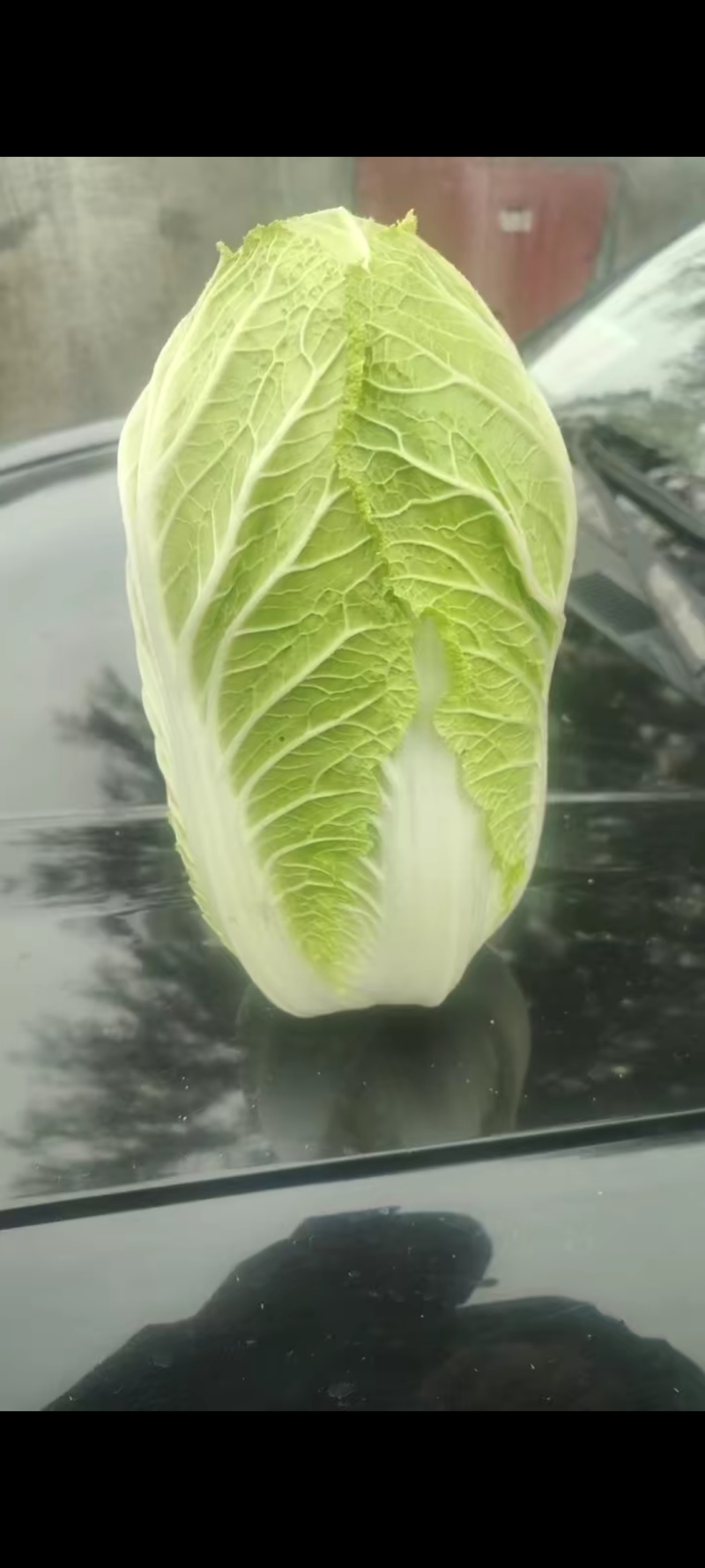 白菜，精品黄心白菜大量上市，产地供应，大量供应，
