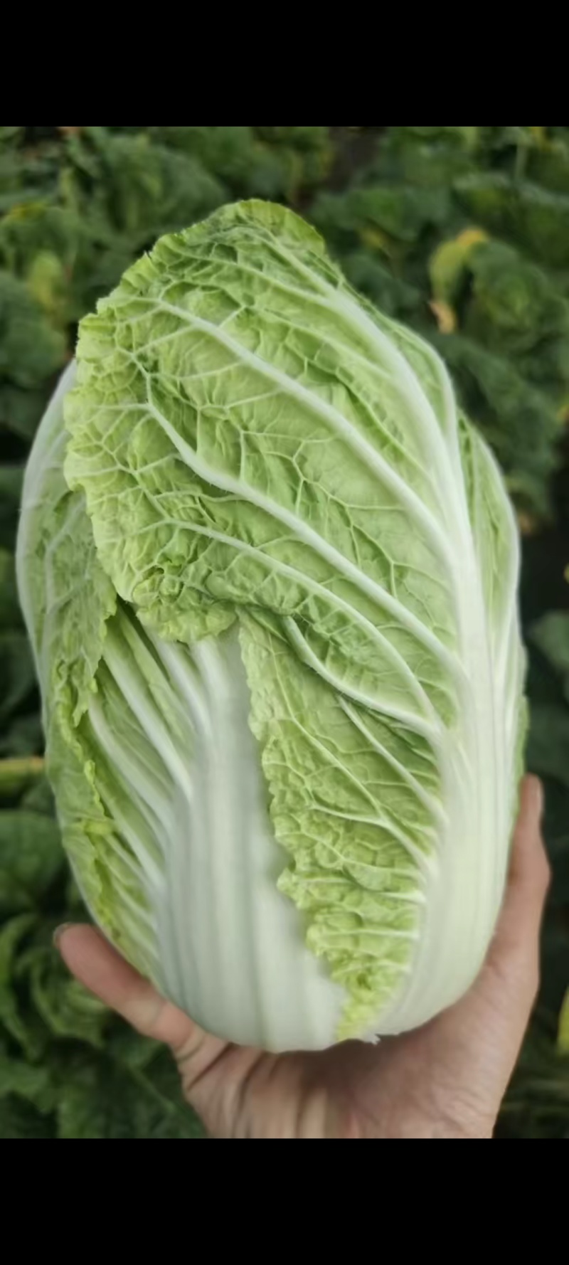 白菜，精品黄心白菜大量上市，产地供应，大量供应，