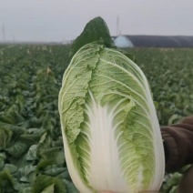 白菜，精品黄心白菜大量上市，产地供应，大量供应，