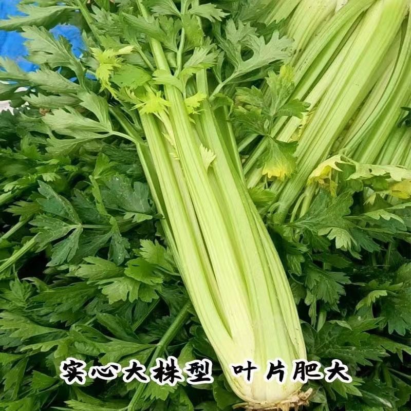 荷兰皇家西芹种子进口种耐热耐寒高产抗病大棚庭院四季种