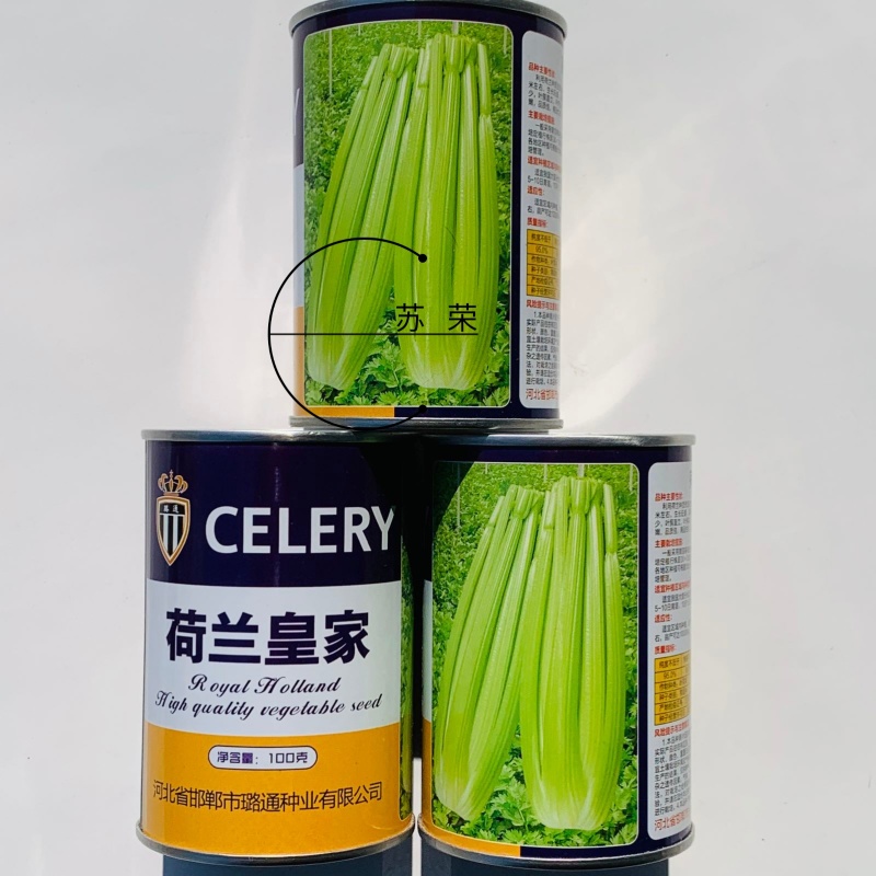 荷兰皇家西芹种子进口种耐热耐寒高产抗病大棚庭院四季种