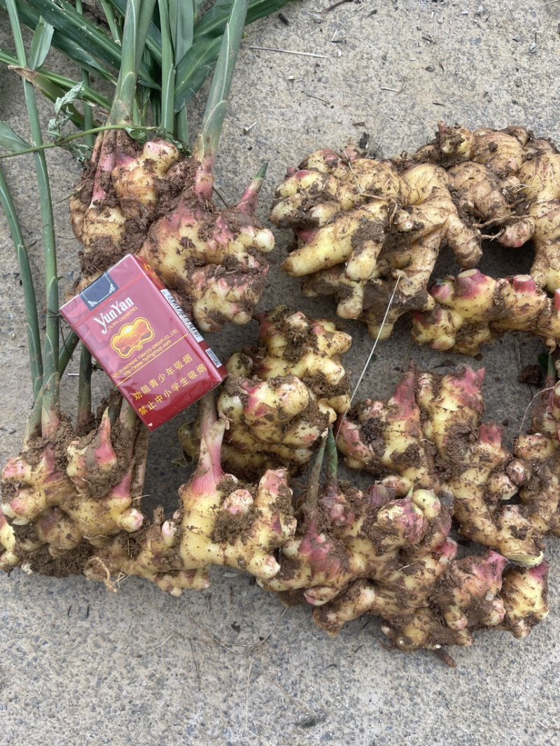 云南精品鲜姜产地直发一手货源价格美丽欢迎选购