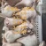 羊净头,各种规格,白头,红头,花头,黑头,可定制
