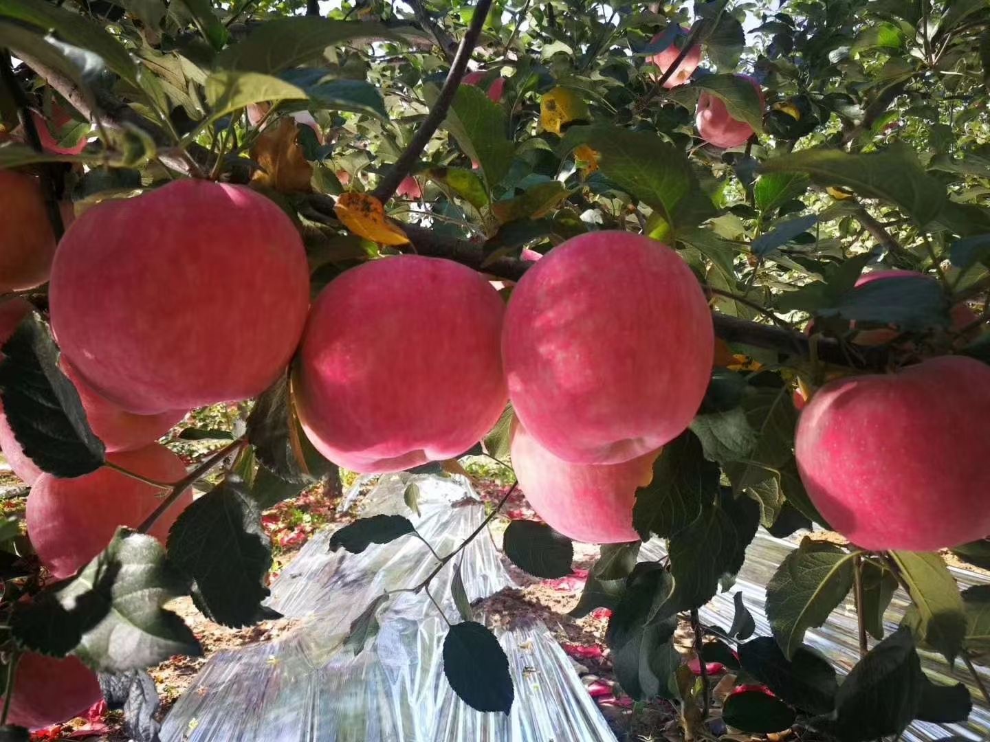 三角洲苹果果园