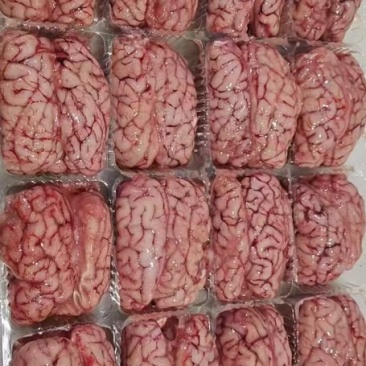 精品对脑。羊脑，汤锅专用，每天新鲜加工。