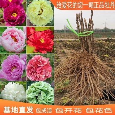 菏泽基地直发，观赏牡丹苗，牡丹苗，保品种保质量，现要现挖