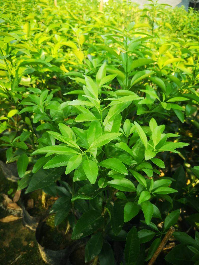 有籽沃柑大杯苗，软枝香橙砧木，全直根无闪电根，根系发达