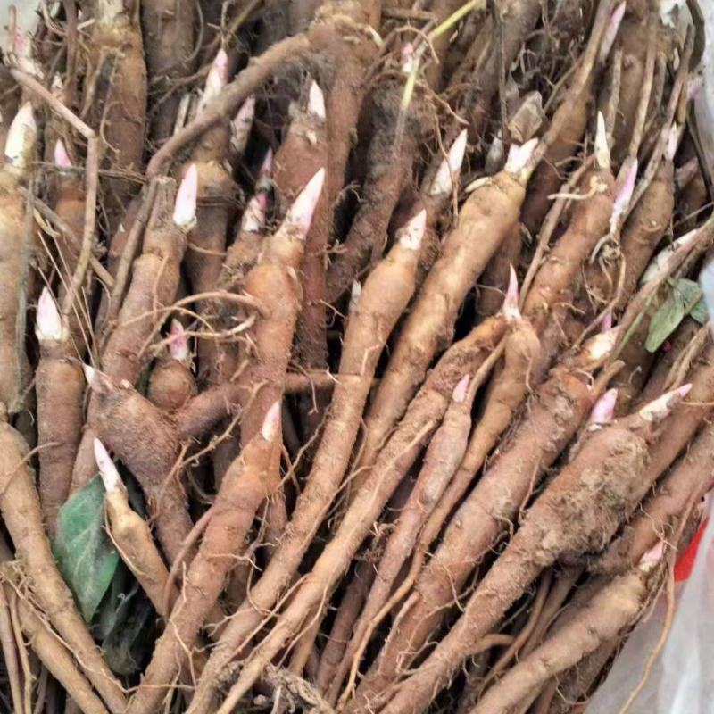 赤芍苗，赤芍分株苗，抗寒品种，产量高，包回收，