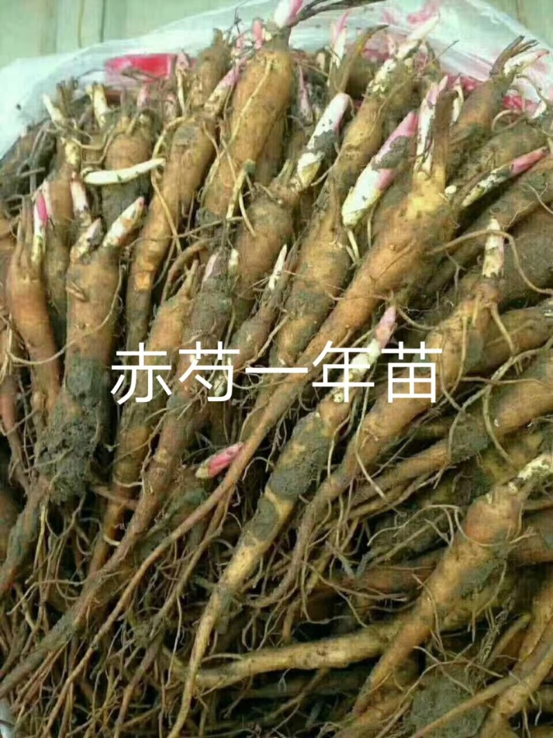 赤芍苗，赤芍分株苗，抗寒品种，产量高，包回收，