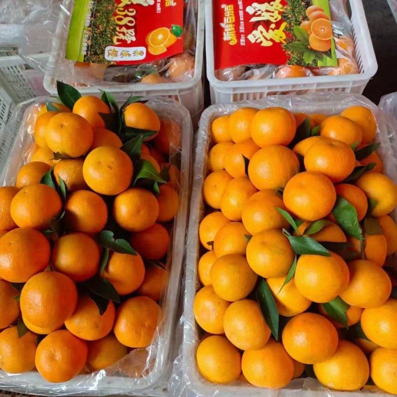 爱媛38，爱媛果冻橙，电商平台供货，一件代发