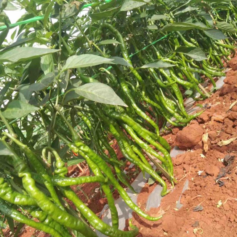 精品螺线大量现货价格便宜，如有需要，请在一亩田上联系我。