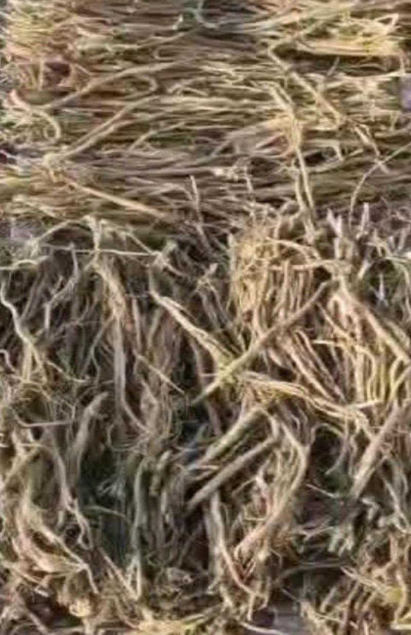 怀牛膝赤峰松山产地