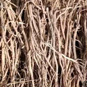 松山怪牛膝产地