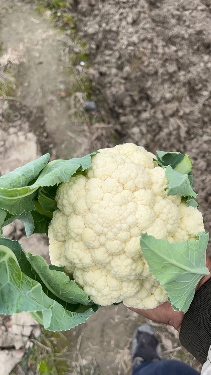 自己种的正品牛心菜，不大不小刚好。。。。。