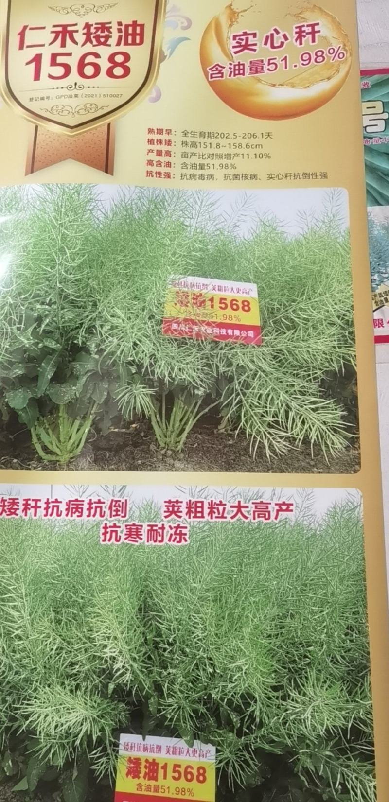矮油1568杂交油菜种，抗病能力超强扛倒荚果密，籽粒