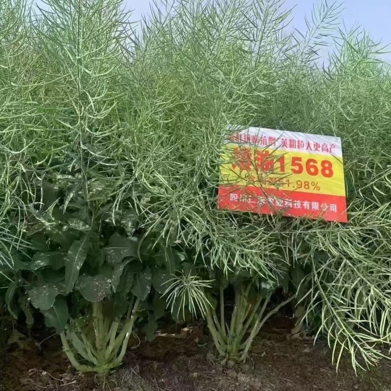 矮油1568杂交油菜种，抗病能力超强扛倒荚果密，籽粒