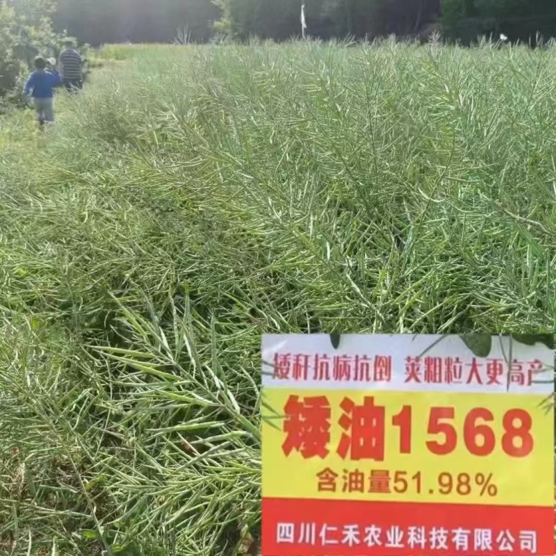 矮油1568杂交油菜种，抗病能力超强扛倒荚果密，籽粒