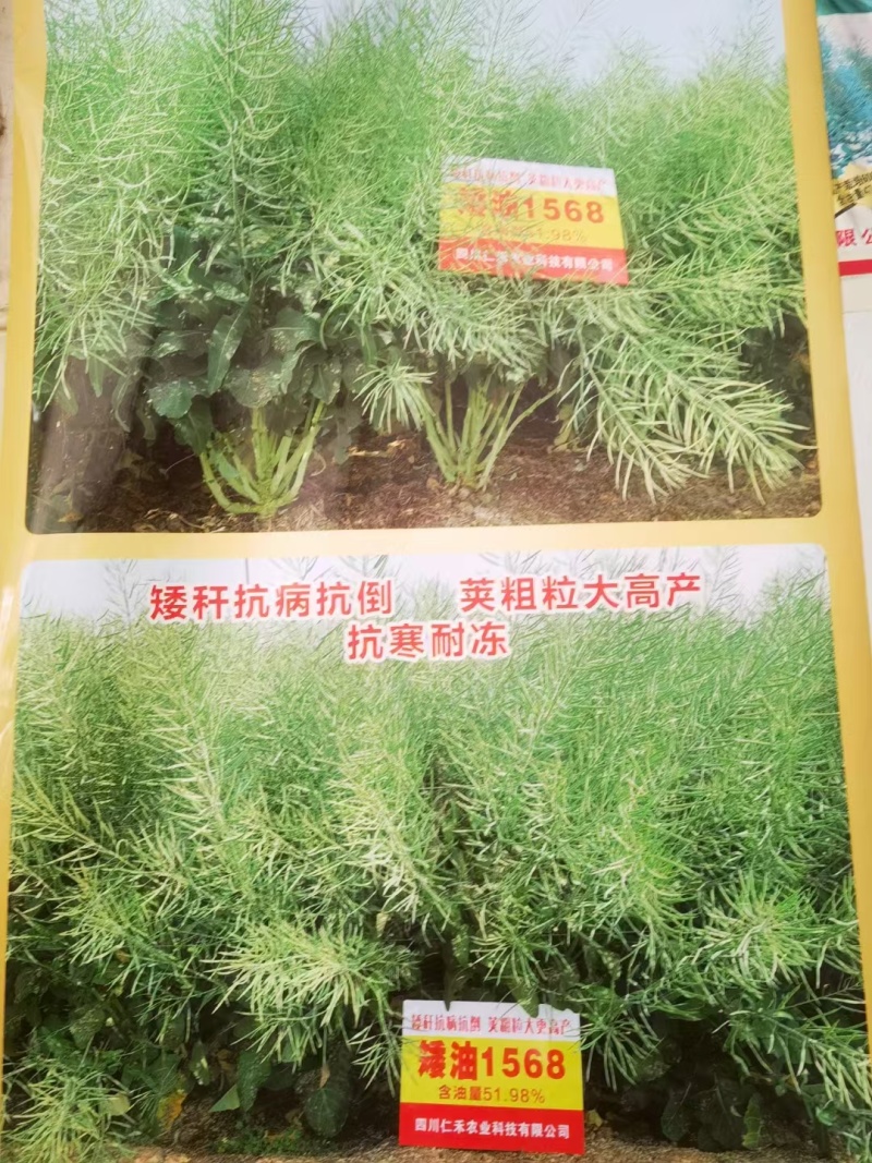 矮油1568杂交油菜种，抗病能力超强扛倒荚果密，籽粒