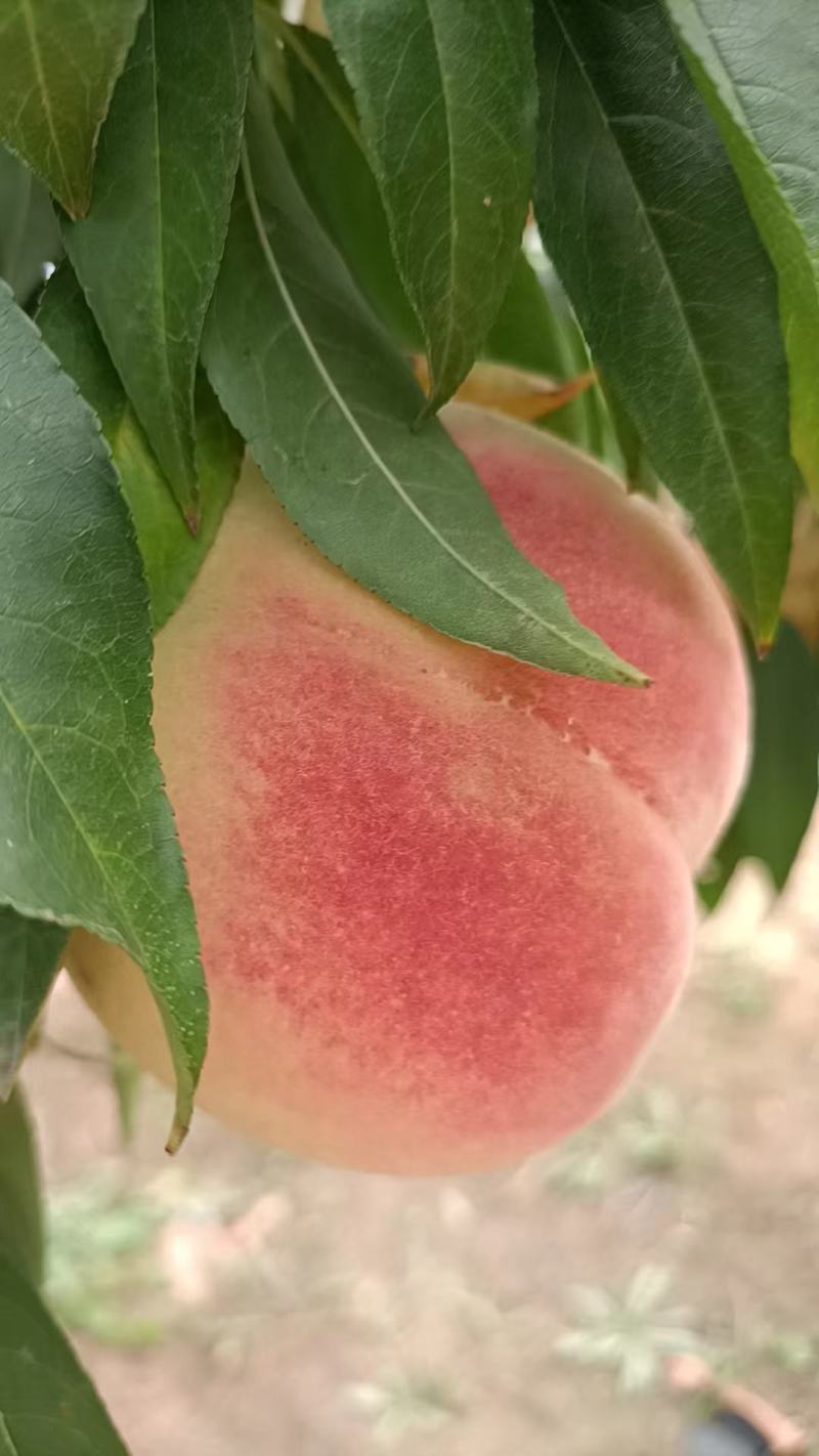 冬桃映霜红脆甜可口多汁