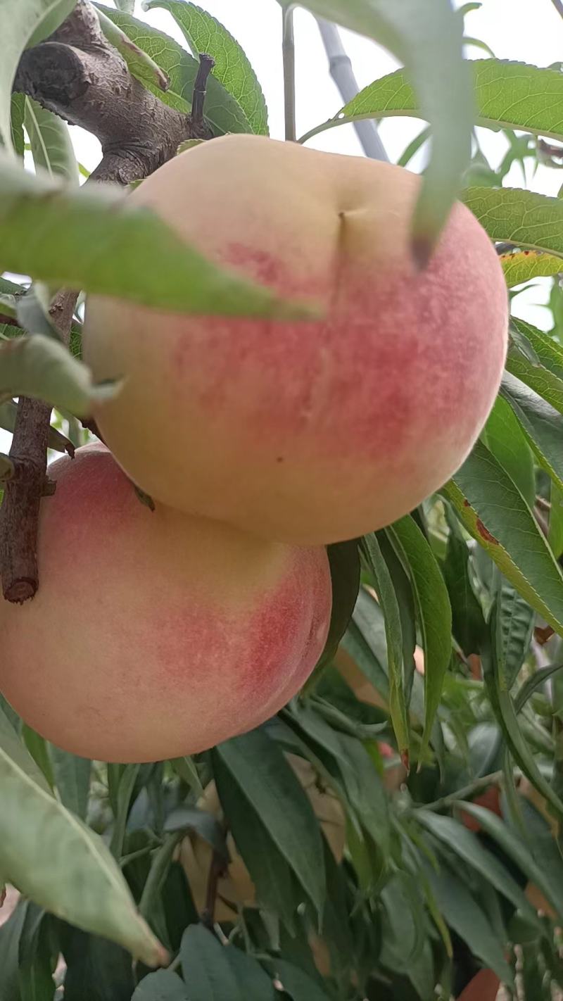 冬桃映霜红脆甜可口多汁