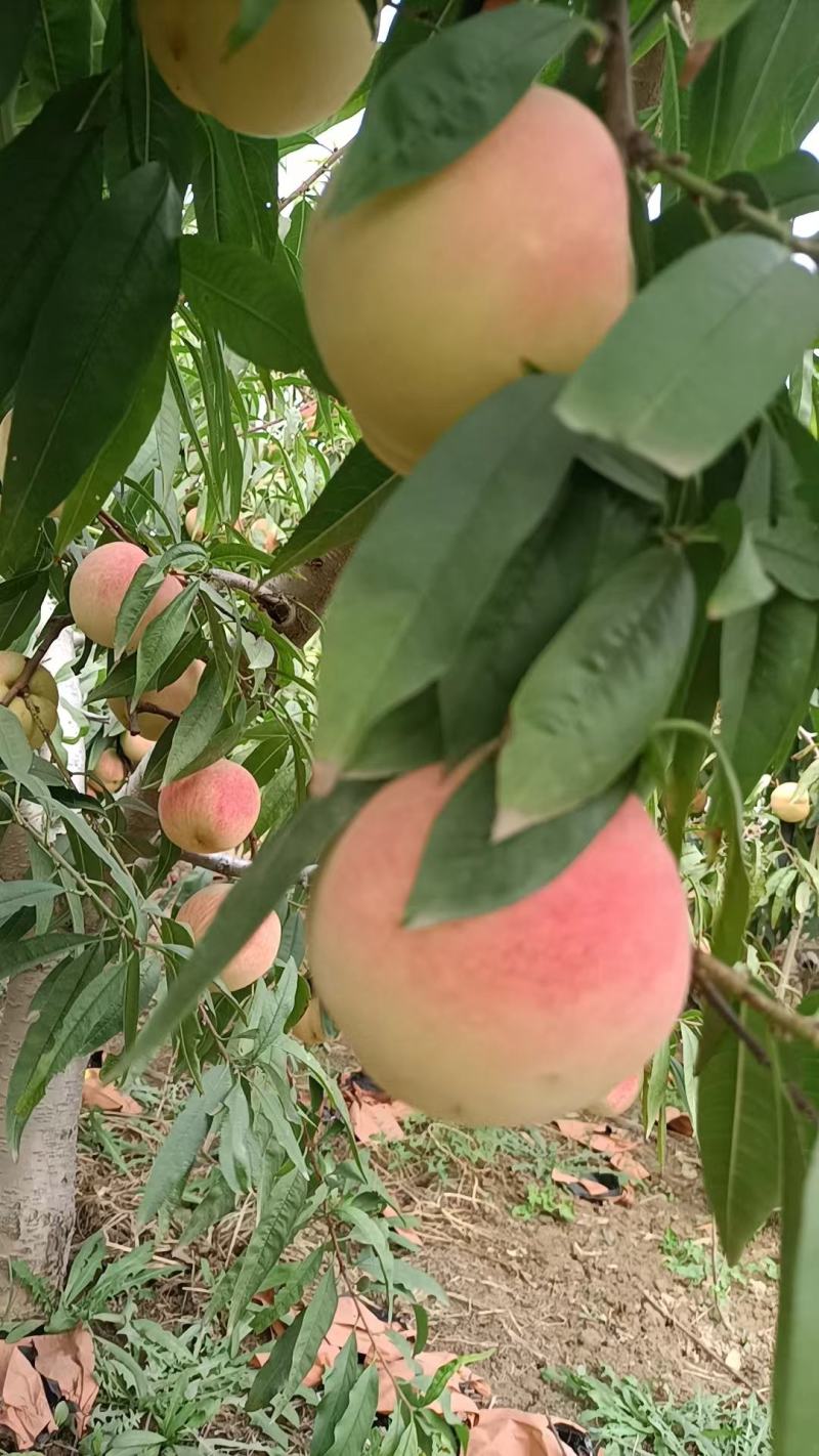 冬桃映霜红脆甜可口多汁