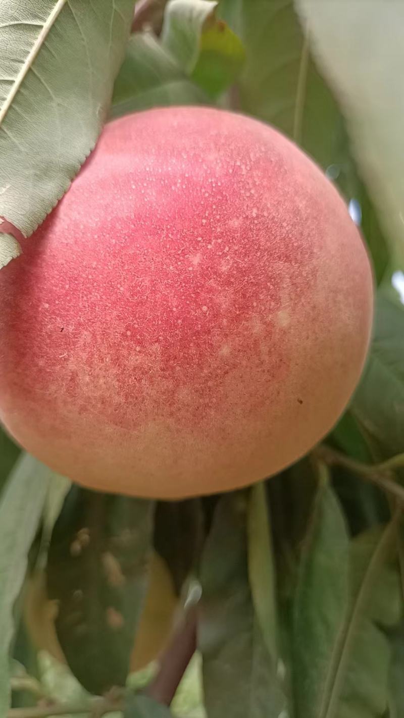 冬桃映霜红脆甜可口多汁